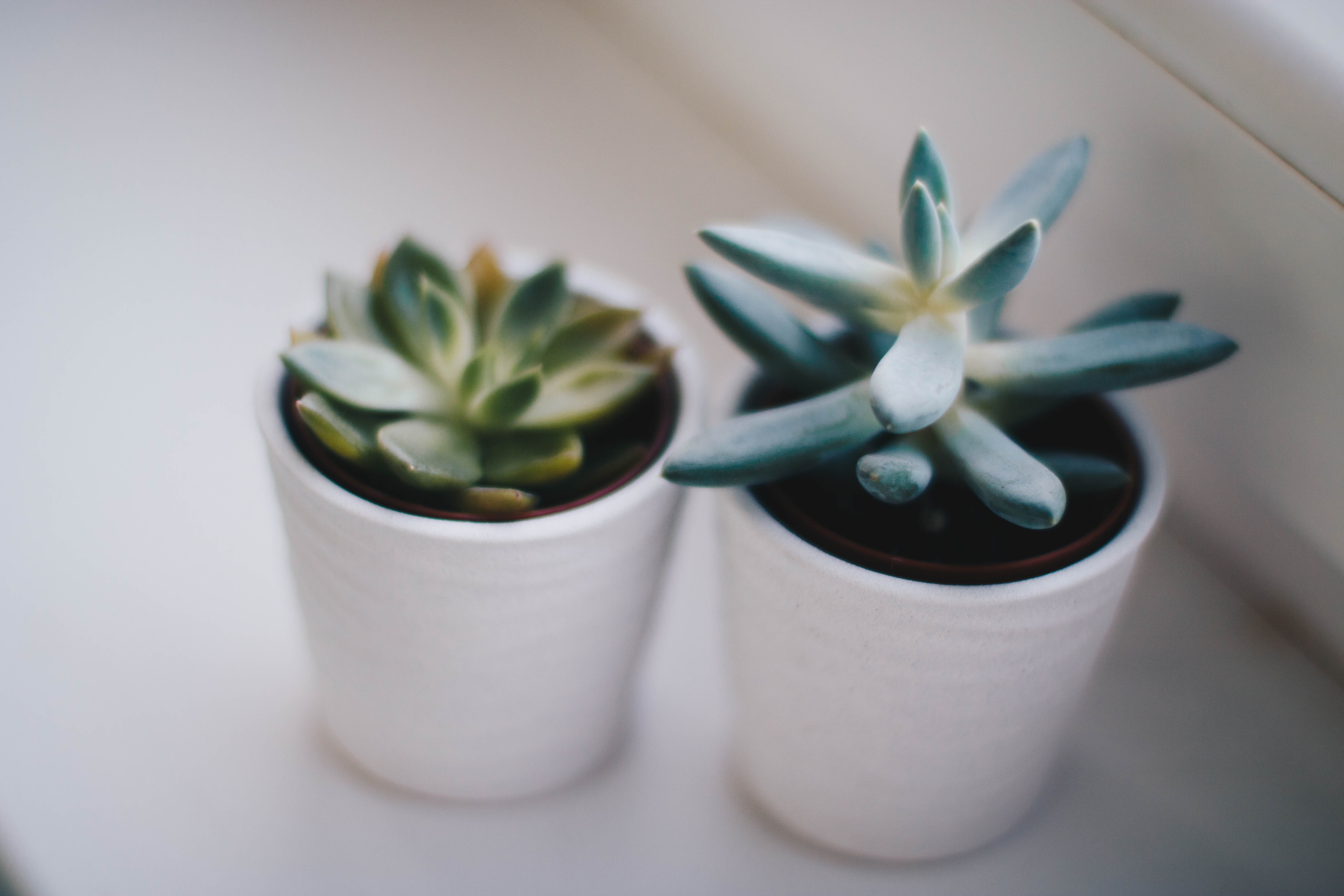 botanical pots of succulents